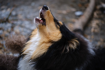 Tricolor young rough collie