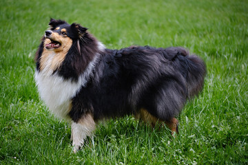 Tricolor young rough collie