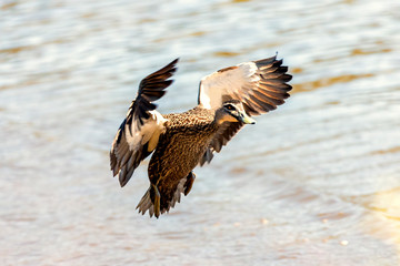 Pacific Black Duck coming in to land on a lake.