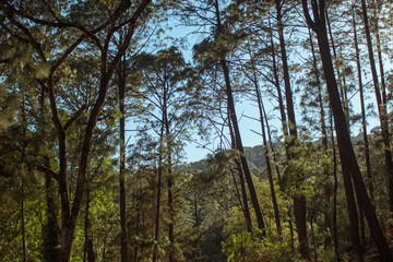 Beautiful forest and the hill on a sunny day