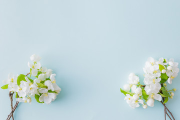 Flat lay composition with spring white flowers on a blue background