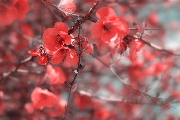 Blooming almond tree in the garden