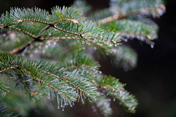 pine branch with raindrops