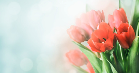 Beautiful spring tulip bouquet in garden with bokeh background.