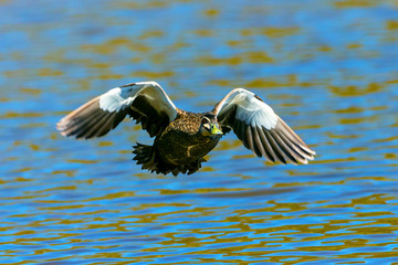 Pacific Black Duck flying over a lake.