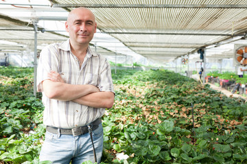 Man  professional gardener standing near strawberry seedlings