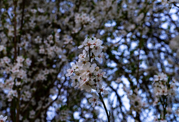 Frühling ist da