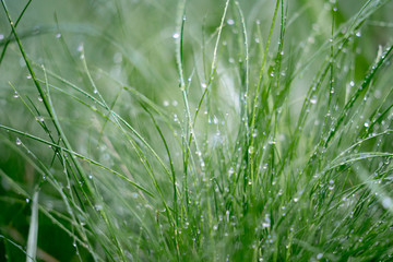 dew on the grass