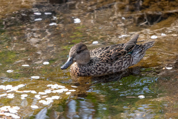 コガモ　東京都多摩市　乞田川