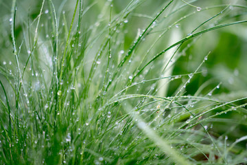 dew on the grass