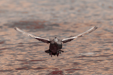 Pacific Black Duck flying over a lake.