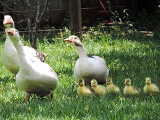 gansos