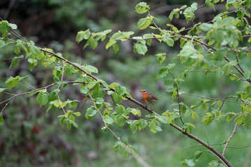 red bird on a branch