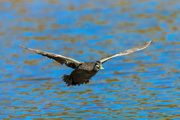 Pacific Black Duck flying over a lake.