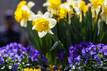 Spring, flowers blossom in the garden
