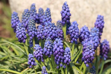 Muscari