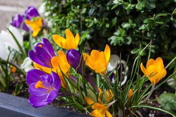 Spring, flowers blossom in the garden