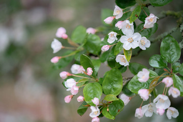 blooming apple tree