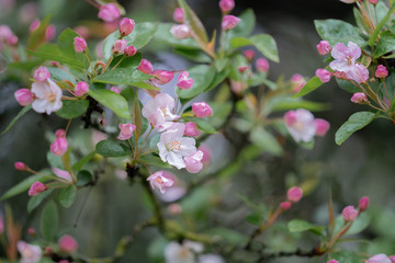 blooming apple tree