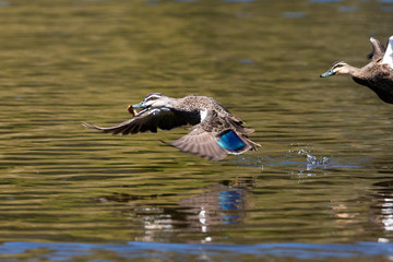 Pacific Black Duck flying over a lake.