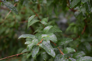 green leaf with water drops