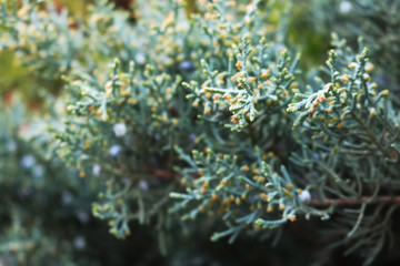 Juniper branch with yellow cones. Selective focus.