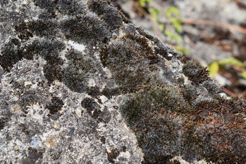 ants on rock