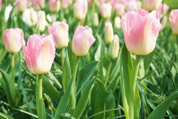 Pink tulips with green background.Colorful tulips with blur background.Close up tulips.Group of tulips flowers.Tulips field in netherlands
