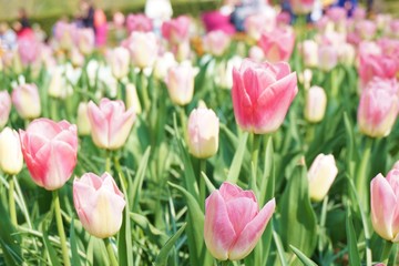 Pink tulips with green background.Colorful tulips with blur background.Close up tulips.Group of tulips flowers.Tulips field in netherlands