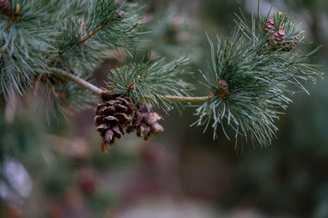 pine tree branch with cones