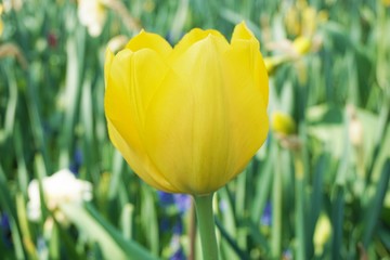 Obraz premium Yellow tulip with green background.Colorful tulips with blur background.Close up tulips.Group of tulips flowers.Tulips field in netherlands