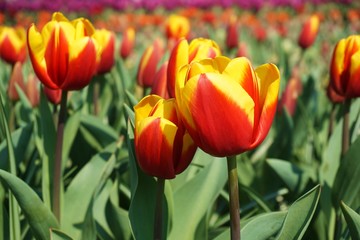 Fototapeta premium Red tulips with green background.Colorful tulips with blur background.Close up tulips.Group of tulips flowers.Tulips field in netherlands