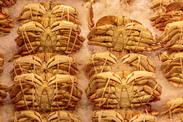 Dungeness crab background
