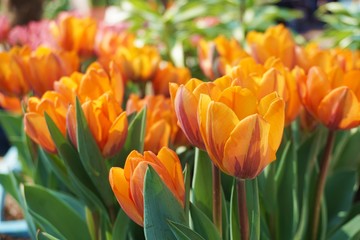 Red tulips with green background.Colorful tulips with blur background.Close up tulips.Group of tulips flowers.Tulips field in netherlands