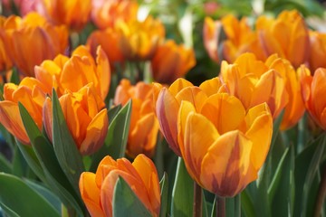 Red tulips with green background.Colorful tulips with blur background.Close up tulips.Group of tulips flowers.Tulips field in netherlands