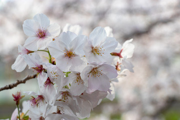桜の花　東京都多摩市乞田川