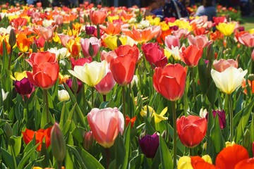 Obraz premium Colorful tulips with green background.Red tulips with blur background.Close up tulips.Group of tulips flowers.Tulips field in netherlands