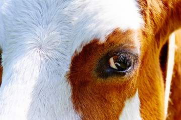 Close up of cow head and eye