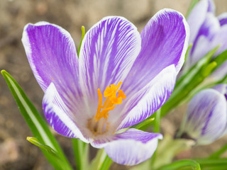 close up macro violet Crocus vernus spring flower on defocused green leaves bokeh background