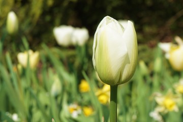 Isolated tulip with green background.White tulips with blur background.Close up tulips.Group of tulips flowers.Tulips field in netherlands
