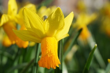 Fototapeta premium Yellow flower with green grass on sunshine day.Yellow daffodil with no filter and green background.Isolated flowers.Daffodil in spring.European flowers.Flowers in springtime.