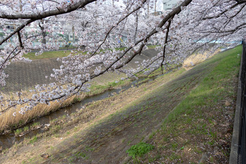 多摩市乞田川の桜並木　東京都多摩市