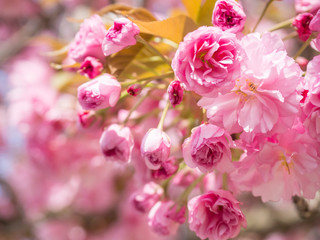 Fototapeta na wymiar close up blooming pink sakura cherry blossom or Japanese cherry bud flower Prunus serrulata branch, soft focus, natural bokeh floral background