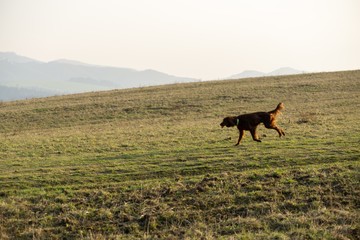 Irish setter dog running on the meadow. Slovakia