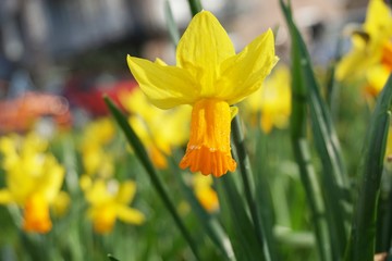 Yellow flower with green grass on sunshine day.Yellow daffodil with no filter and green background.Isolated flowers.Daffodil in spring.European flowers.Flowers in springtime.