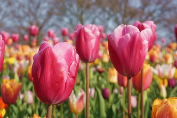 Obraz premium Fioletowe tulipany rozmycie tła. Tuilipy z bliska. Pomarańczowe tulipany. Grupa kwiatów tuilipów. Kwiaty z bliska w Amsterdamie, Holandia