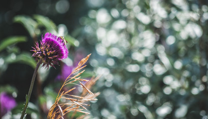 Obraz premium bee on flower