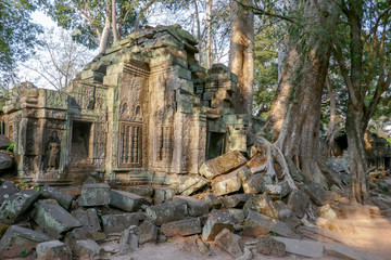 Fototapeta na wymiar Trees in ruins of Ta Prohm, Siem Reap, Cambodia