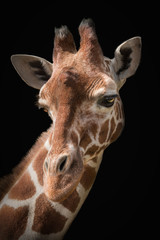 Portrait of a giraffe on a black background.