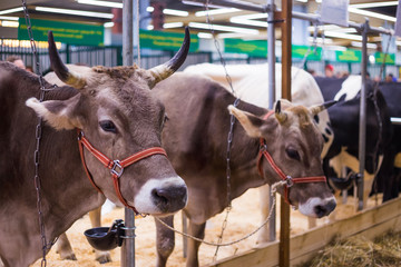 Portrait of cows at agricultural animal exhibition. Farming, exploitation, agriculture industry and animal husbandry concept
